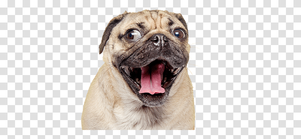 Thug Life Pug Image Dog Birthday Cards, Pet, Animal, Mammal, Canine Transparent Png