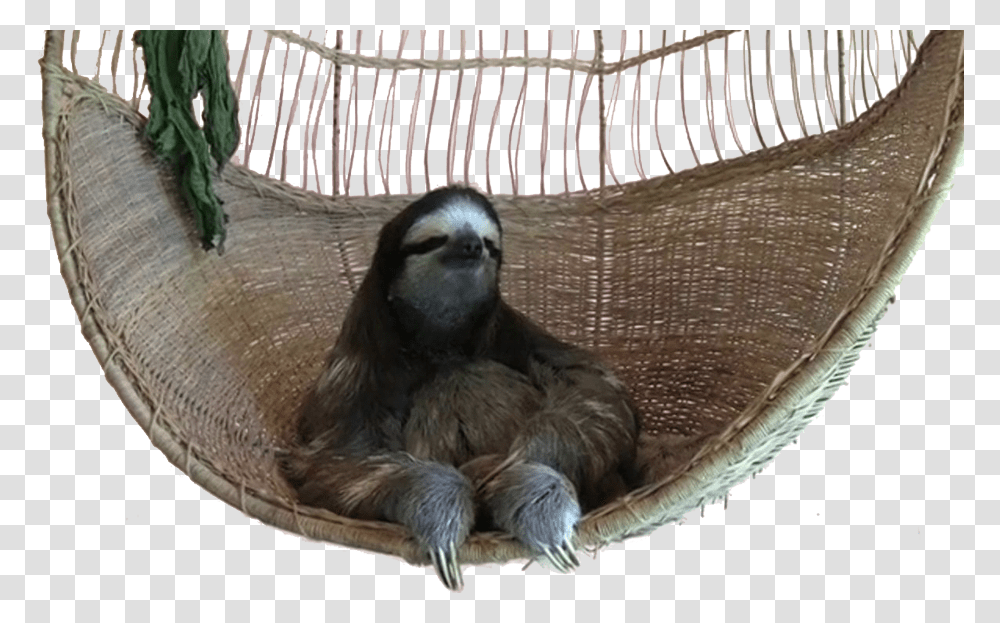 Thug Life Sloth Gif, Wildlife, Animal, Mammal, Three-Toed Sloth Transparent Png