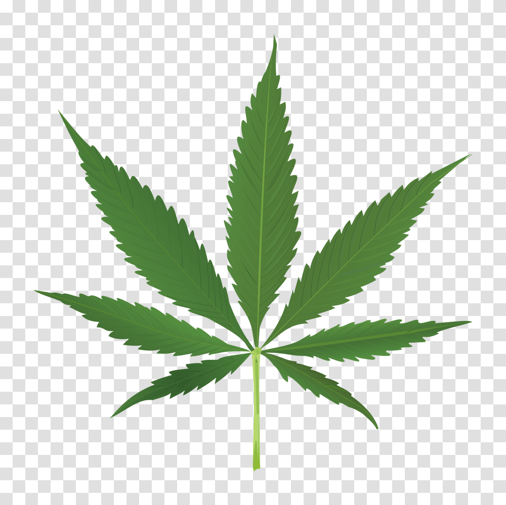 Thug Life Weed Leaf Background Marijuana Leaf, Plant Transparent Png