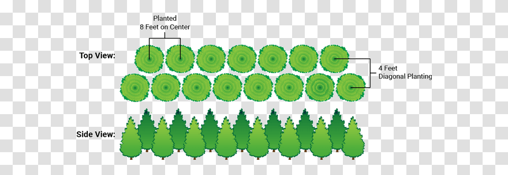 Thuja Green Giant Arborvitae Evergreens For Sale, Pattern, Rug, Fractal, Ornament Transparent Png
