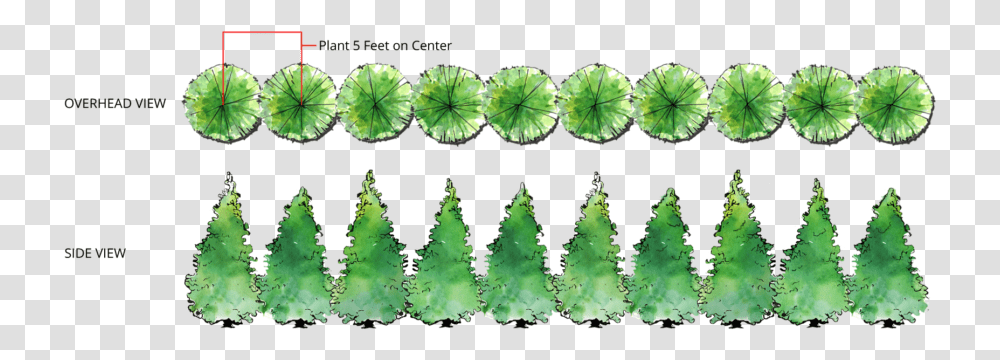 Thuja Green Giant Spacing, Plant, Ornament, Leaf, Gemstone Transparent Png