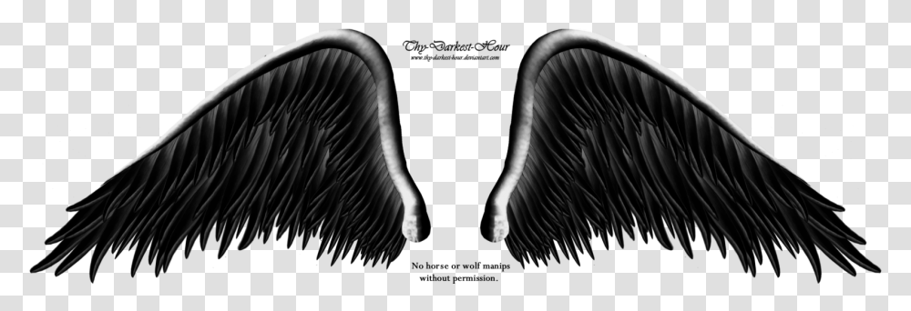 Thumb Image Angels Wing Black And Whites, Bird, Animal, X-Ray, Ct Scan Transparent Png