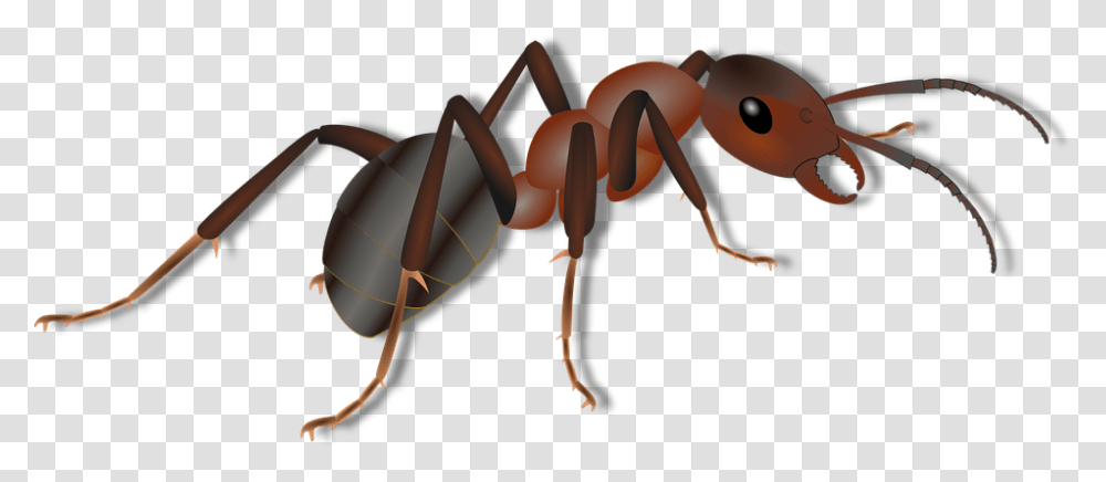 Thumb Image Ant For Kids, Insect, Invertebrate, Animal, Bow Transparent Png