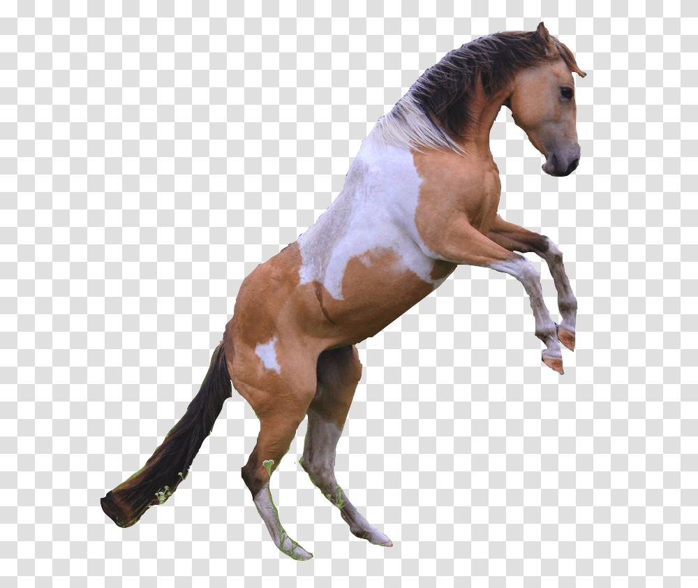 Thumb Image Appaloosa American Paint Horse, Mammal, Animal, Stallion, Andalusian Horse Transparent Png