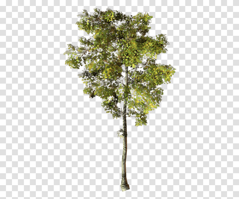 Thumb Image Arbre Photoshop, Tree, Plant, Maple, Leaf Transparent Png
