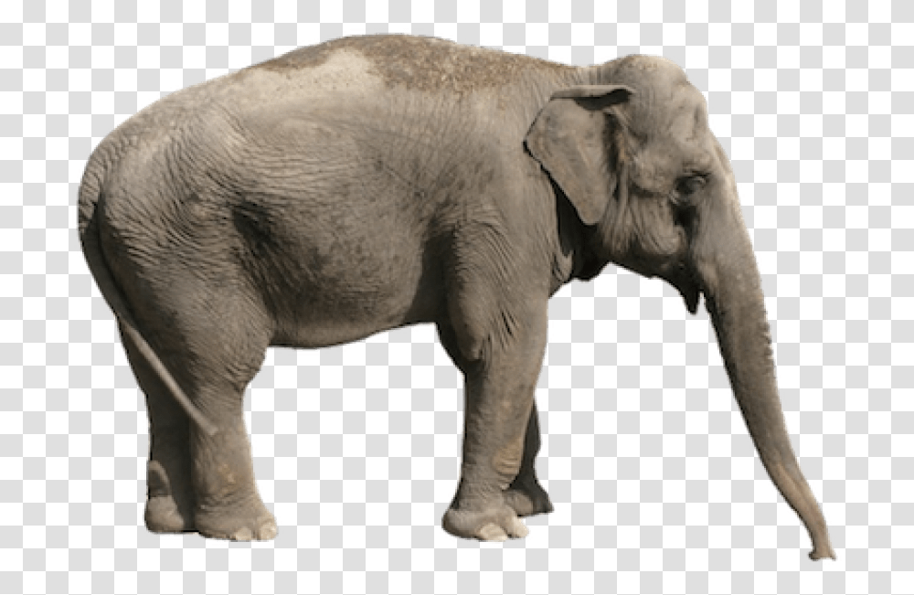 Thumb Image Asian Elephant Background, Wildlife, Mammal, Animal Transparent Png