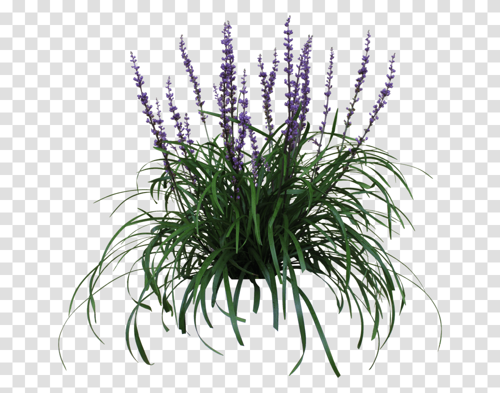 Thumb Image Australian Native Grass With Purple Flowers, Plant, Blossom, Lavender Transparent Png