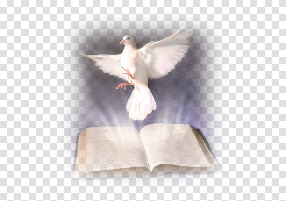 Thumb Image Background Clipart Dove Holy Spirit, Book, Bird, Animal, Pigeon Transparent Png