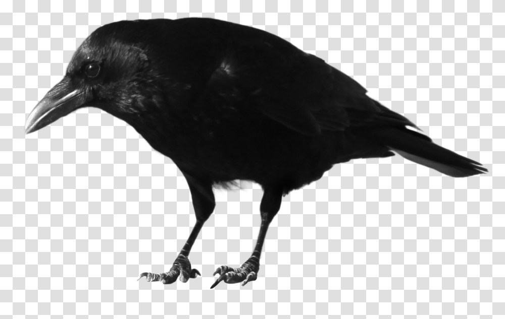 Thumb Image Background Crow, Bird, Animal, Blackbird, Agelaius Transparent Png