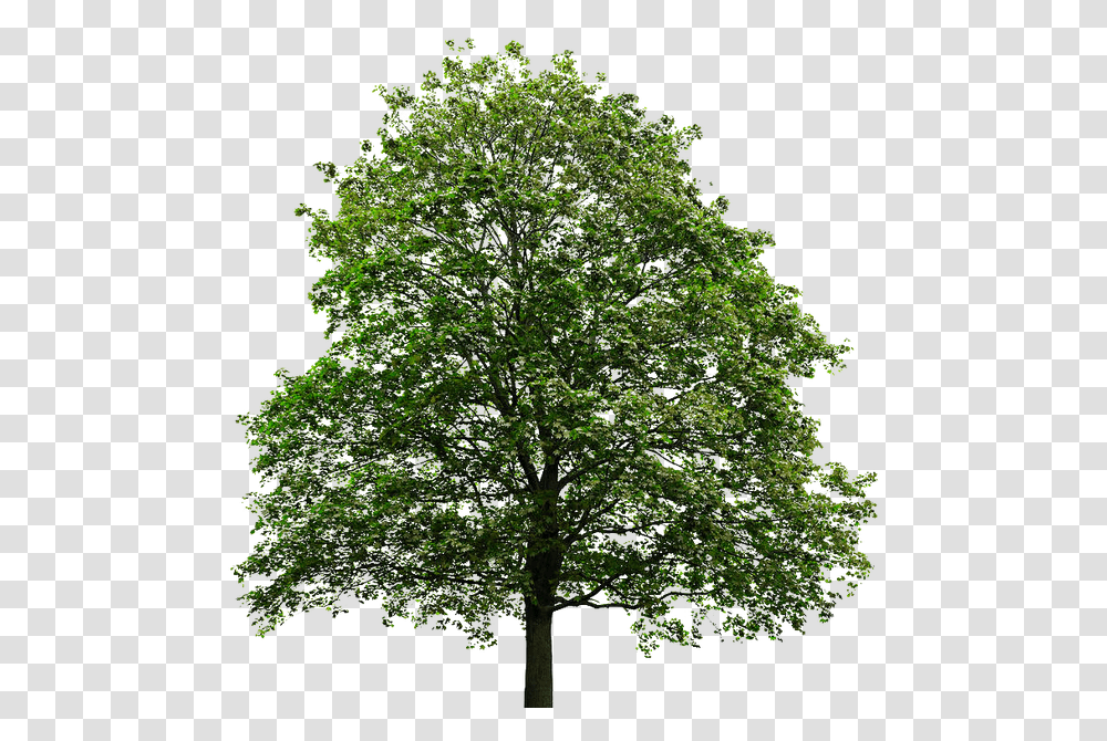 Thumb Image Background Oak Tree, Plant, Sycamore, Tree Trunk, Maple Transparent Png