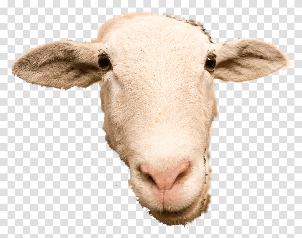 Thumb Image Background Sheep Head, Mammal, Animal, Goat, Cow Transparent Png