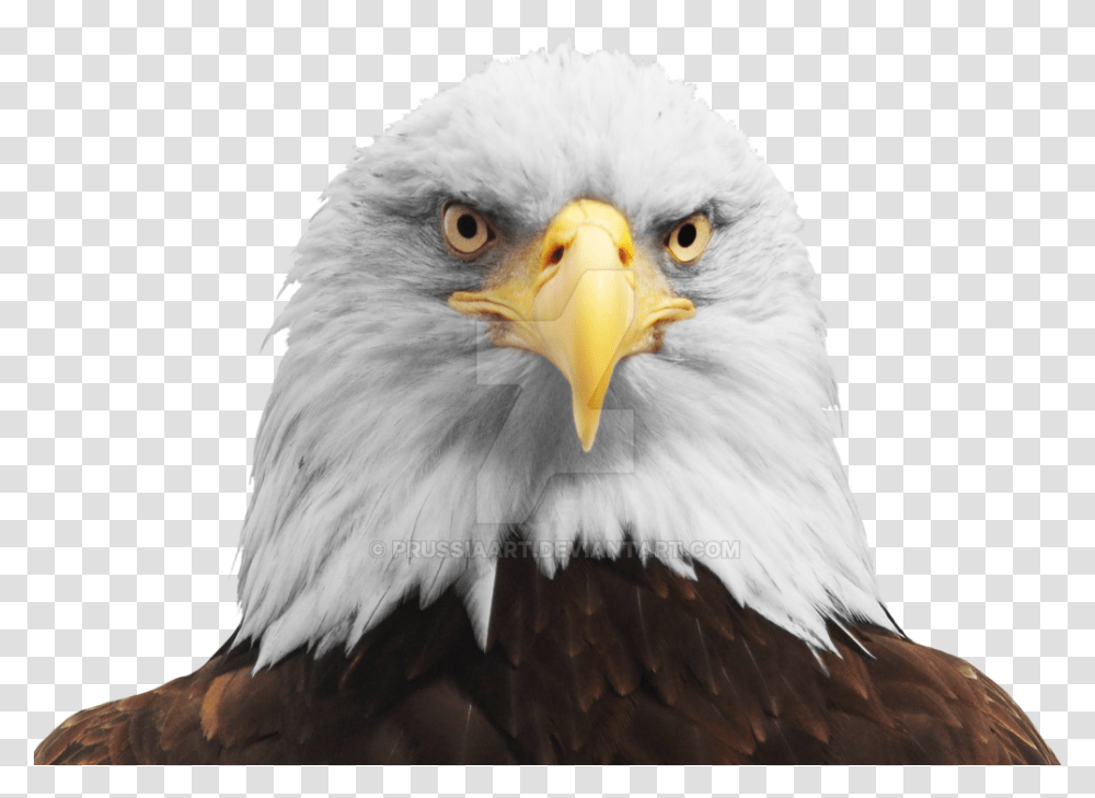 Thumb Image Bald Eagle Head, Bird, Animal, Beak Transparent Png