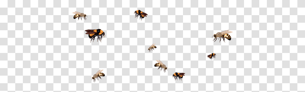 Thumb Image Bees Flying Background, Animal, Invertebrate, Insect, Wasp Transparent Png
