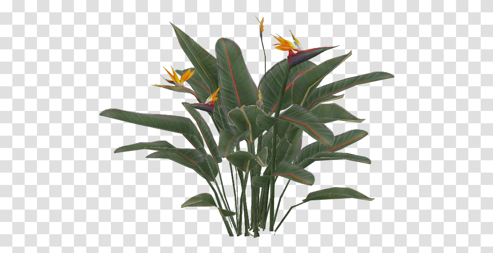 Thumb Image Bird Of Paradise Plant, Leaf, Flower, Blossom, Acanthaceae Transparent Png