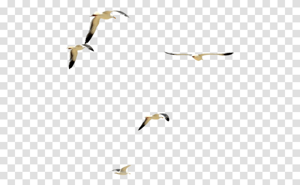 Thumb Image Bird Psd, Flying, Animal, Kite Bird, Flock Transparent Png