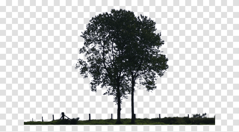 Thumb Image Black And White Tree For Photoshop, Plant, Tree Trunk, Grass, Nature Transparent Png