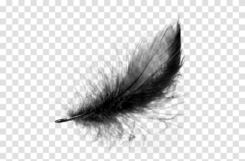 Thumb Image Black Crow Feathers, Gray, World Of Warcraft Transparent Png