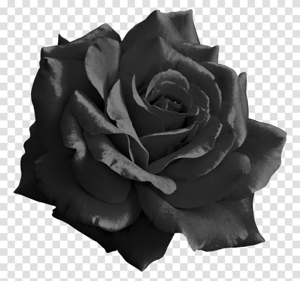 Thumb Image Black Rose Background, Flower, Plant, Blossom Transparent Png