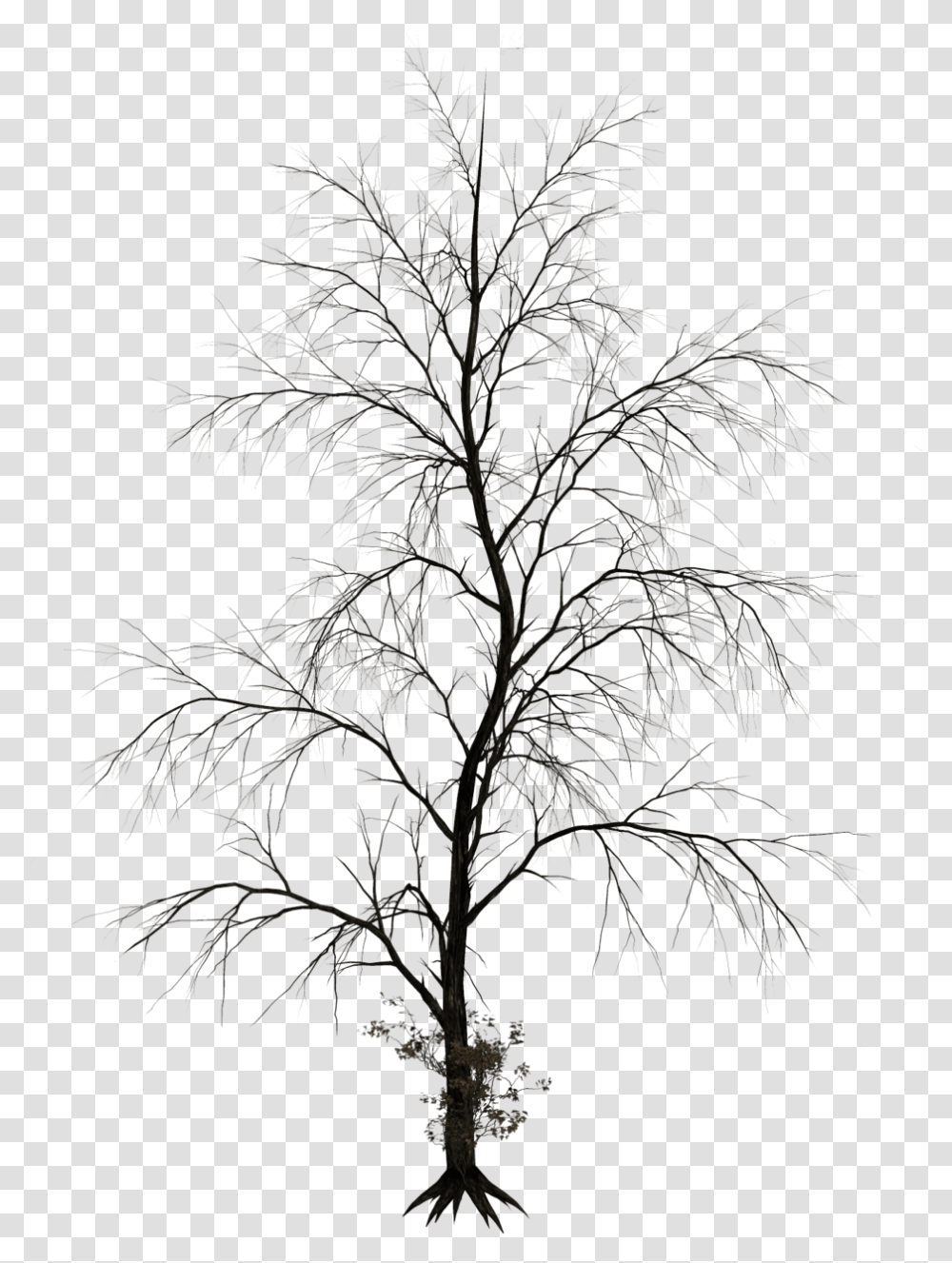 Thumb Image Black White Tree Photoshop, Nature, Outdoors, Night, Plant Transparent Png