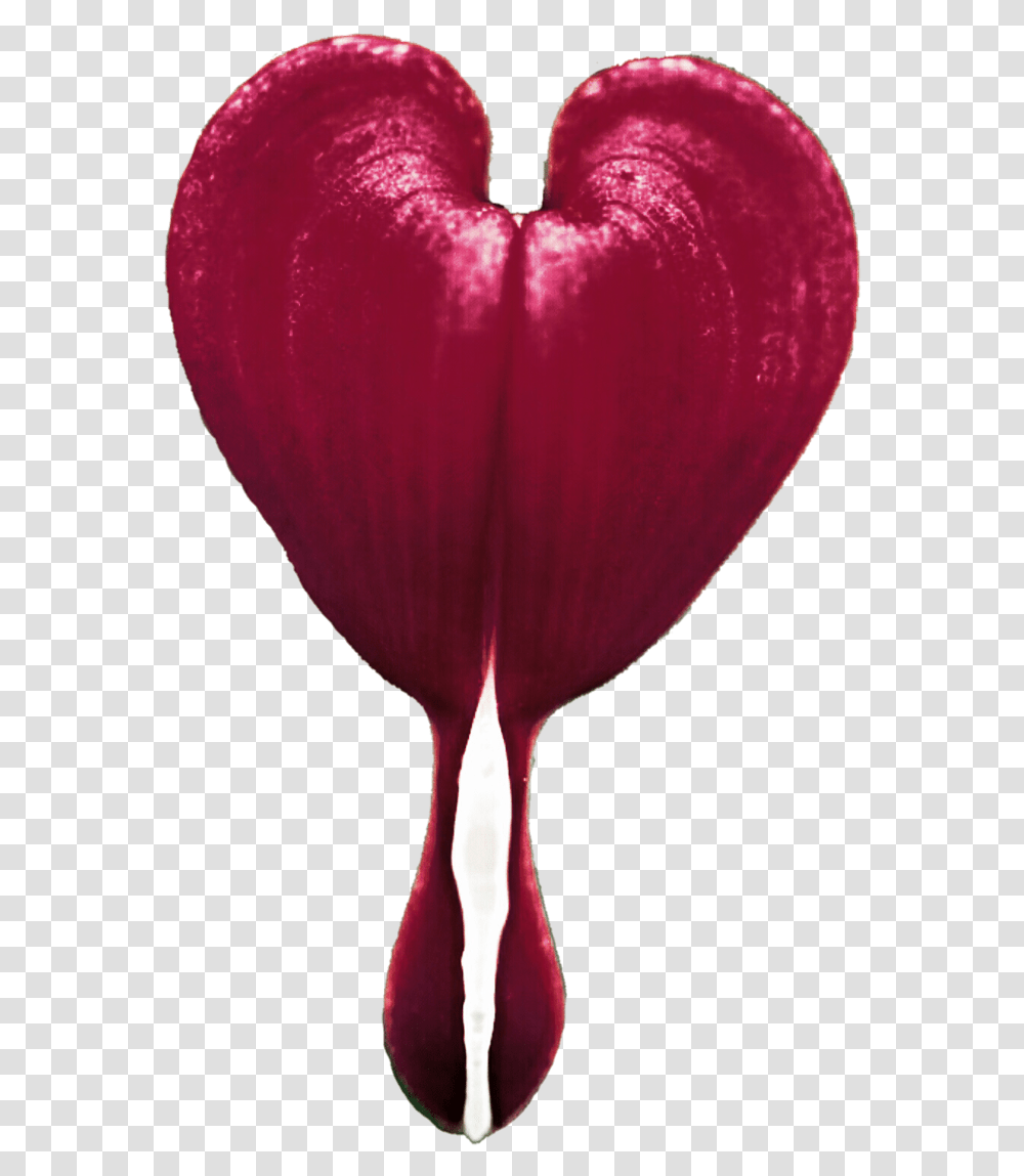 Thumb Image Bleeding Heart Flower Gif, Petal, Plant, Blossom, Bird Transparent Png