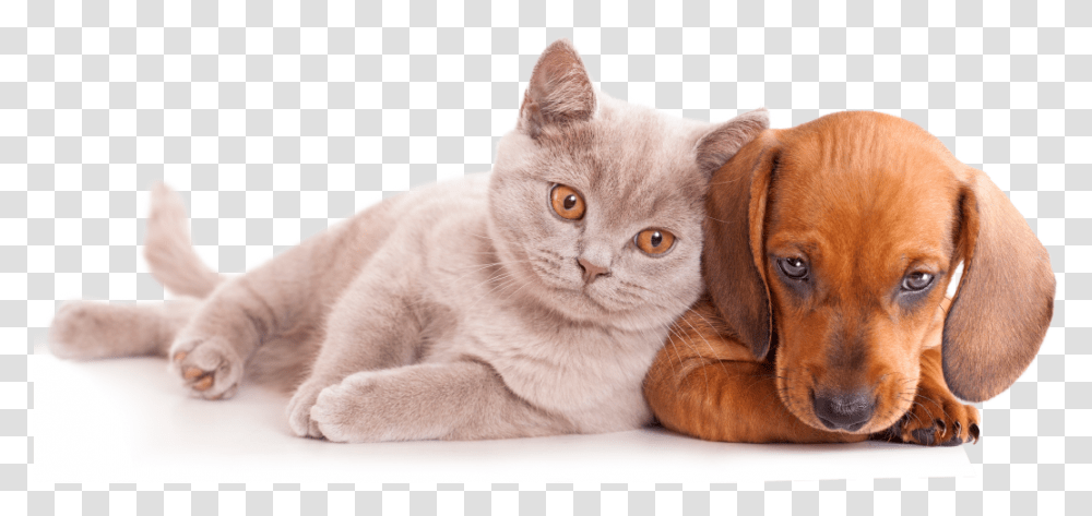 Thumb Image Cats And Dogs Clipart, Pet, Mammal, Animal, Abyssinian Transparent Png