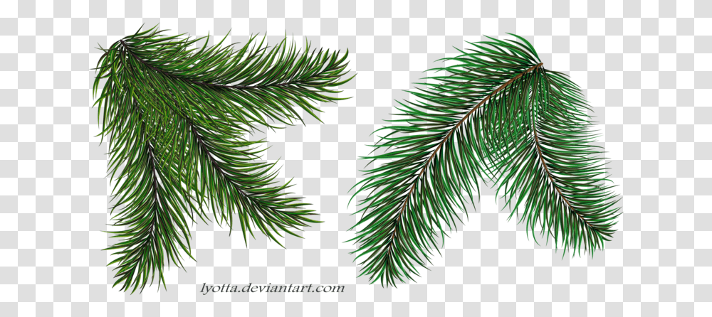 Thumb Image Christmas Tree Branch, Plant, Conifer, Fir, Abies Transparent Png
