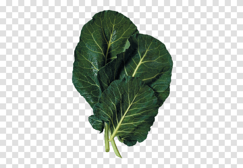 Thumb Image Collared Greens, Kale, Cabbage, Vegetable, Plant Transparent Png