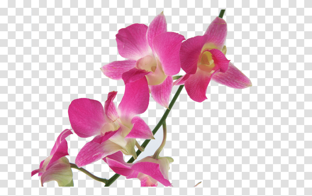 Thumb Image Cooktown Orchids, Plant, Flower, Blossom Transparent Png
