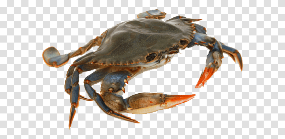 Thumb Image Crab, Turtle, Reptile, Sea Life, Animal Transparent Png