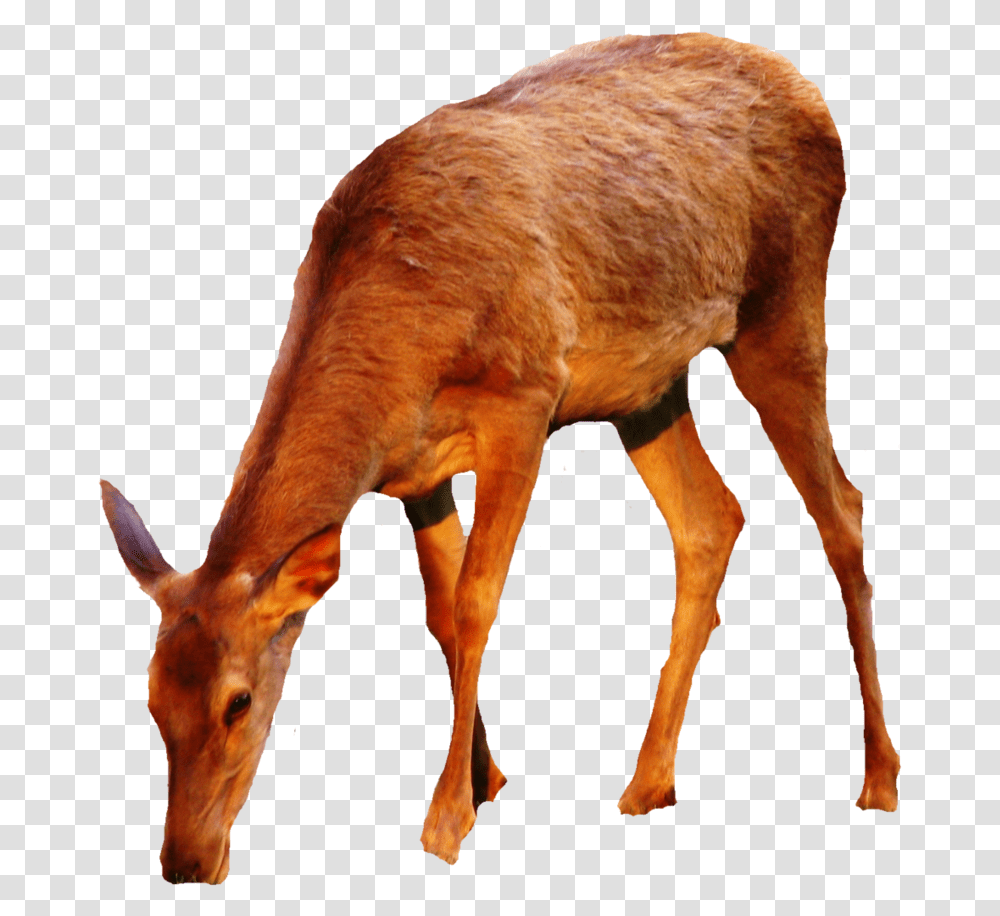 Thumb Image Doe Deer, Antelope, Wildlife, Mammal, Animal Transparent Png