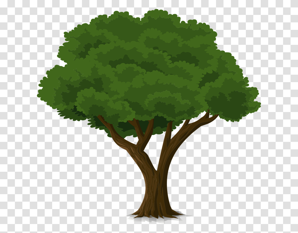Thumb Image Drawing Of A Tall Tree, Plant, Bush, Vegetation, Vegetable Transparent Png