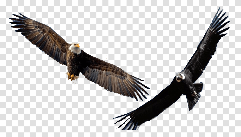 Thumb Image Eagle Flying Background, Bird, Animal, Bald Eagle, Vulture Transparent Png