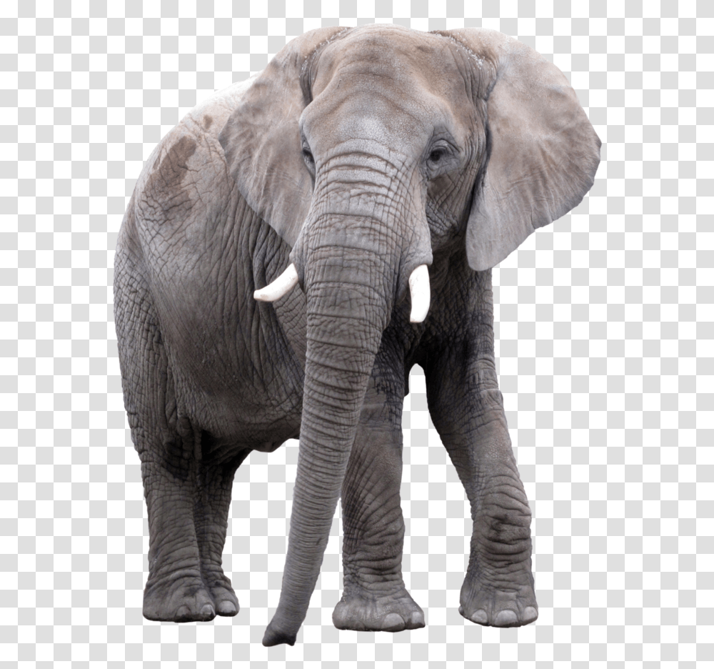Thumb Image, Elephant, Wildlife, Mammal, Animal Transparent Png