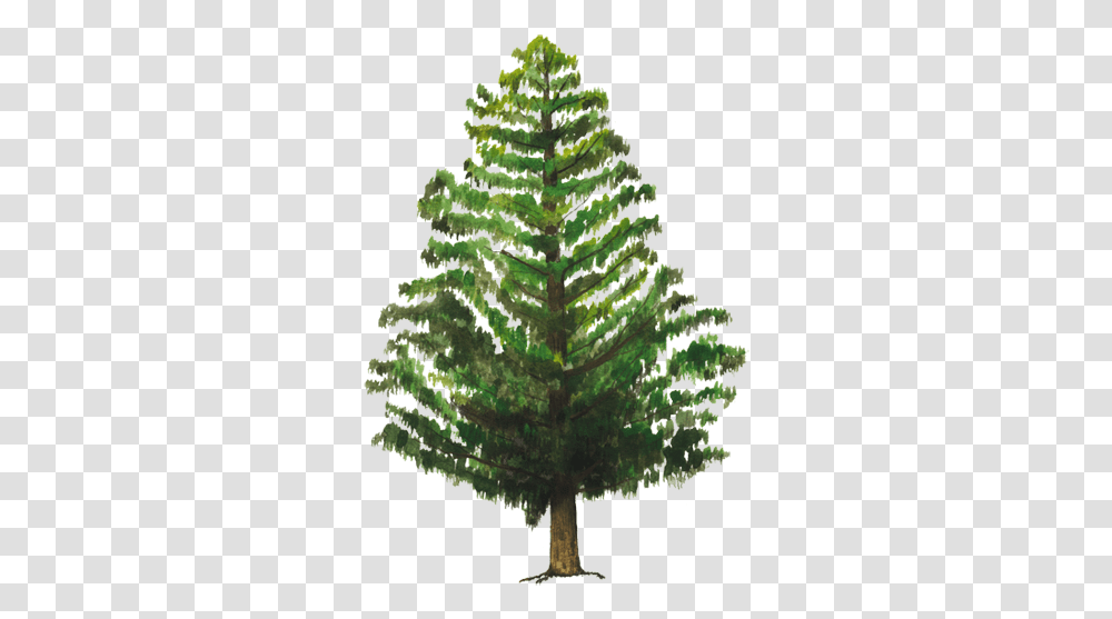 Thumb Image Energia Abraza Un Arbol, Plant, Tree, Pine, Conifer Transparent Png