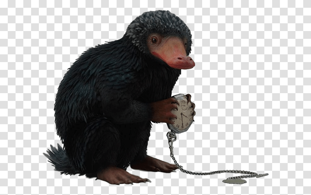 Thumb Image Fantastics Beasts Niffler, Vulture, Bird, Animal, Condor Transparent Png