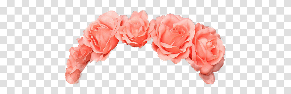Thumb Image Flower Crown, Plant, Rose, Blossom, Petal Transparent Png