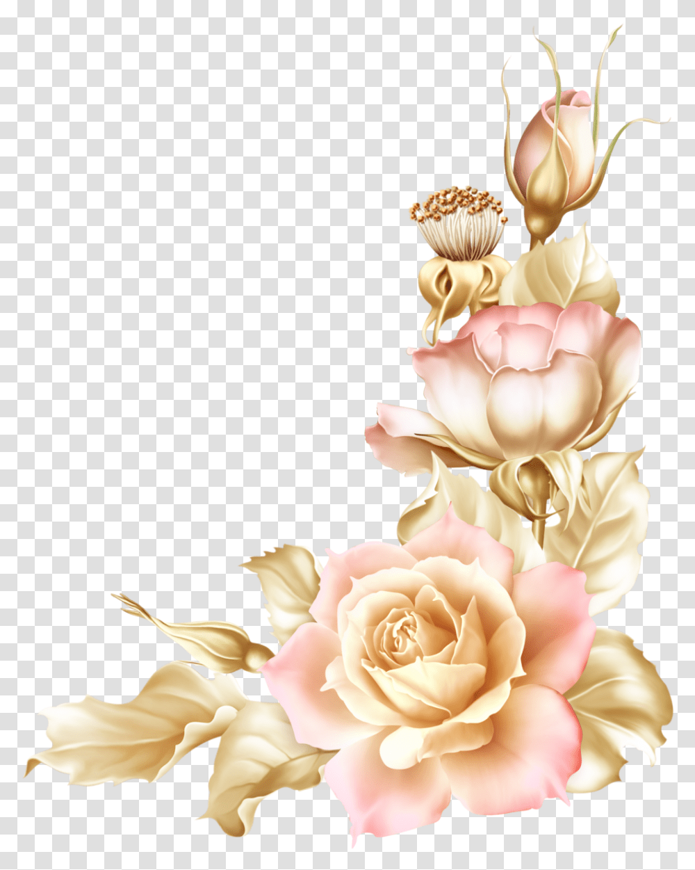 Thumb Image Flower, Plant, Rose, Blossom, Ivory Transparent Png