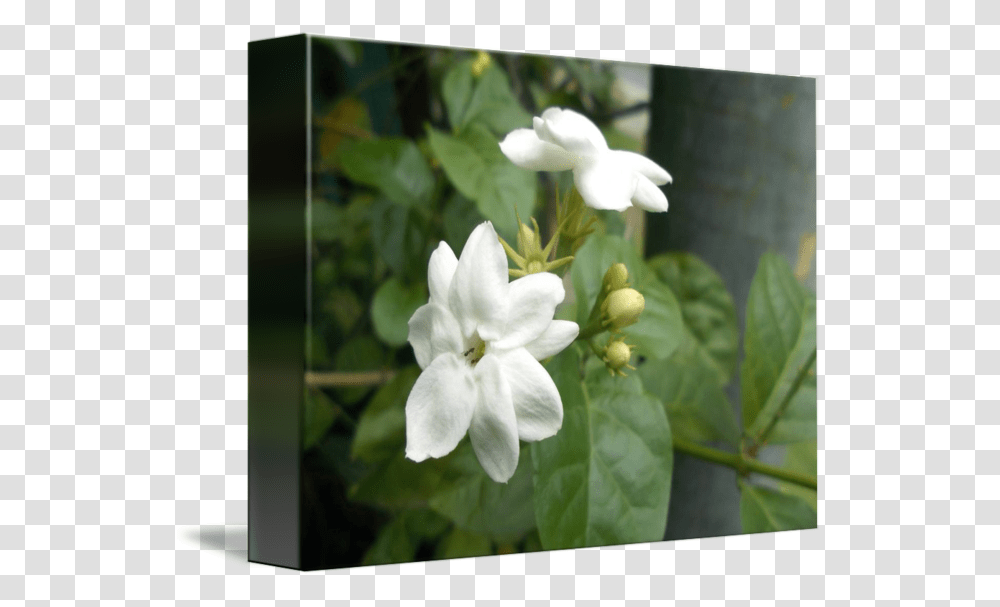 Thumb Image Flower Tree Jismin, Plant, Blossom, Acanthaceae, Geranium Transparent Png