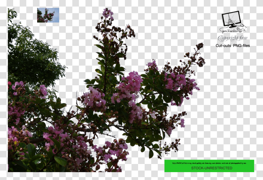 Thumb Image Flower Tree, Plant, Flower Arrangement, Ikebana Transparent Png