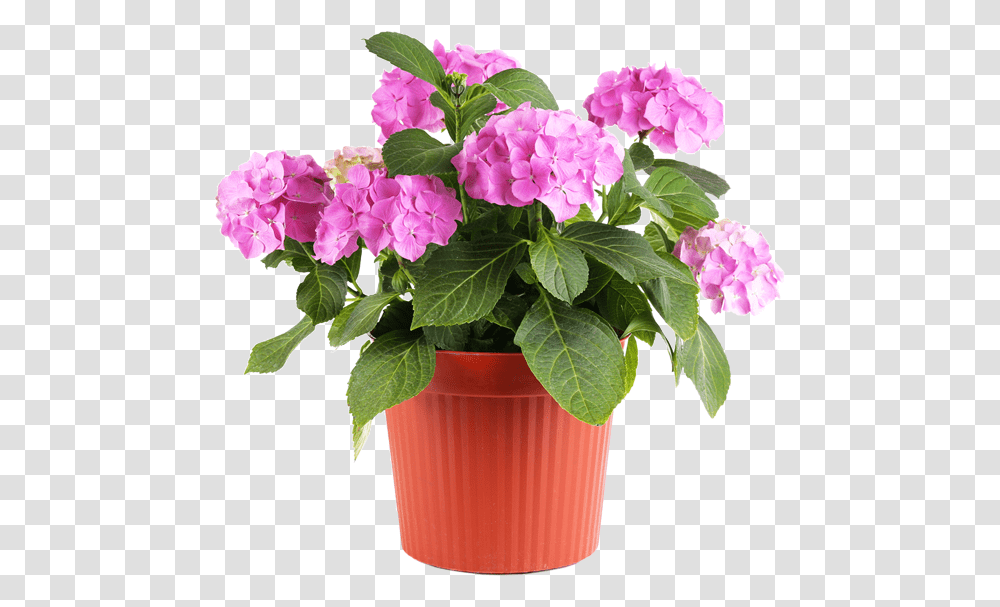 Thumb Image Flowers In Pot, Plant, Geranium, Blossom, Flower Arrangement Transparent Png