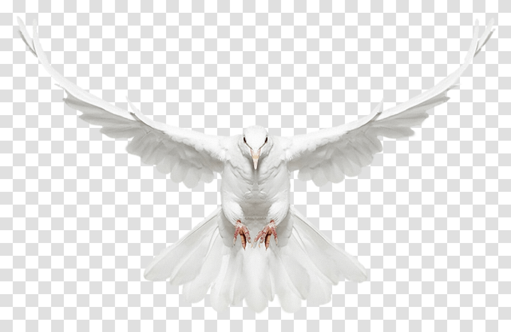 Thumb Image Flying Dove Front View, Bird, Animal, Pigeon, Person Transparent Png