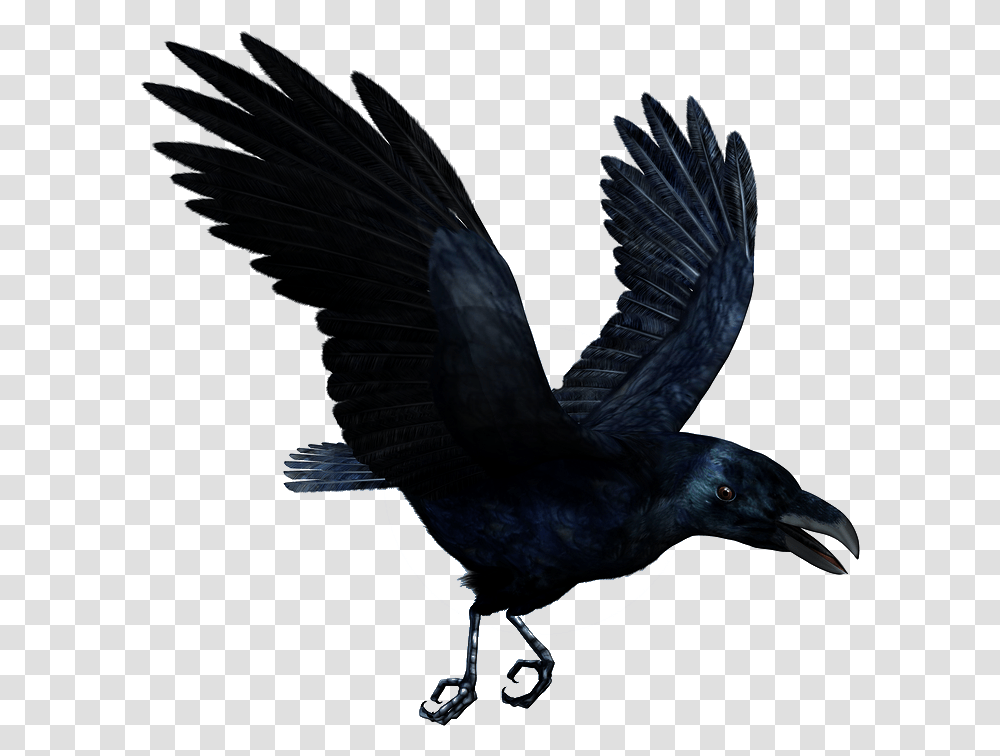 Thumb Image Flying Raven, Bird, Animal, Crow, Blackbird Transparent Png