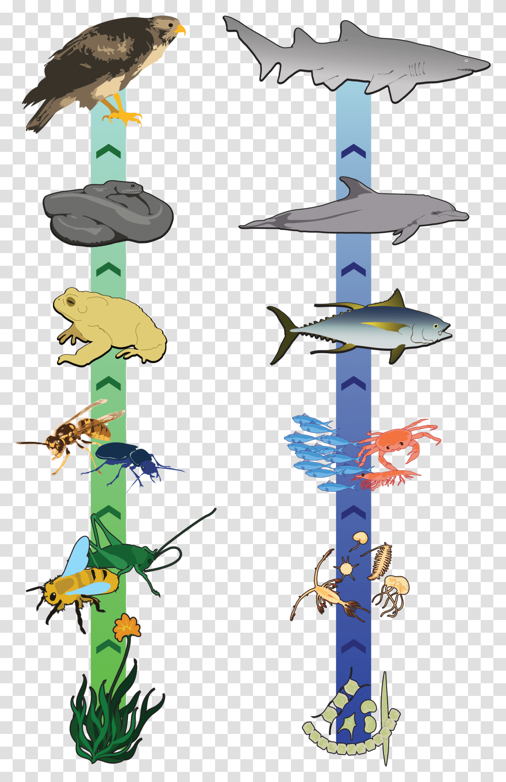 Thumb Image Food Chain Great Lakes, Bird Feeder, Animal, Airplane, Aircraft Transparent Png