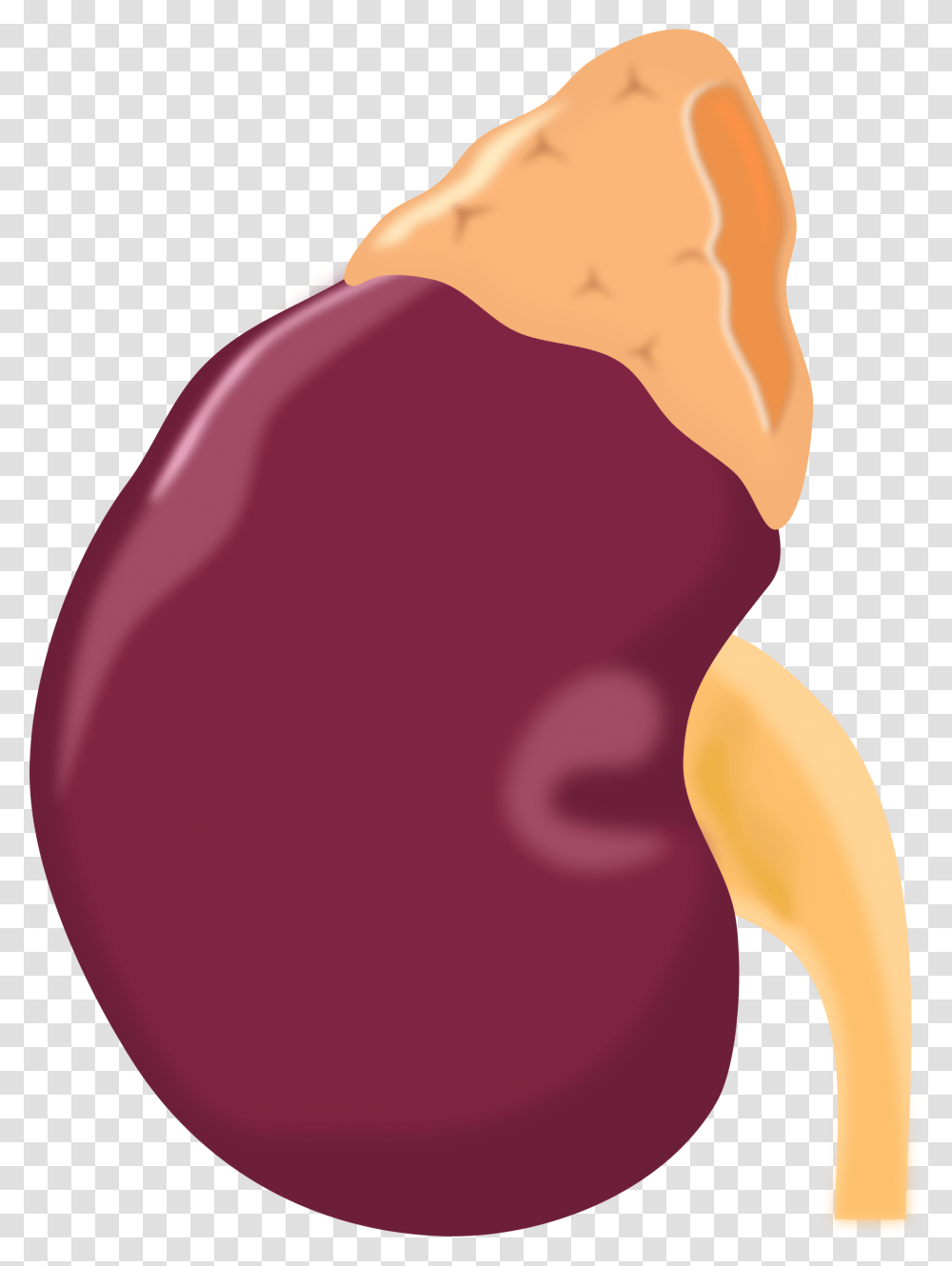 Thumb Image Ginjal Vector, Plant, Vegetable, Food, Balloon Transparent Png