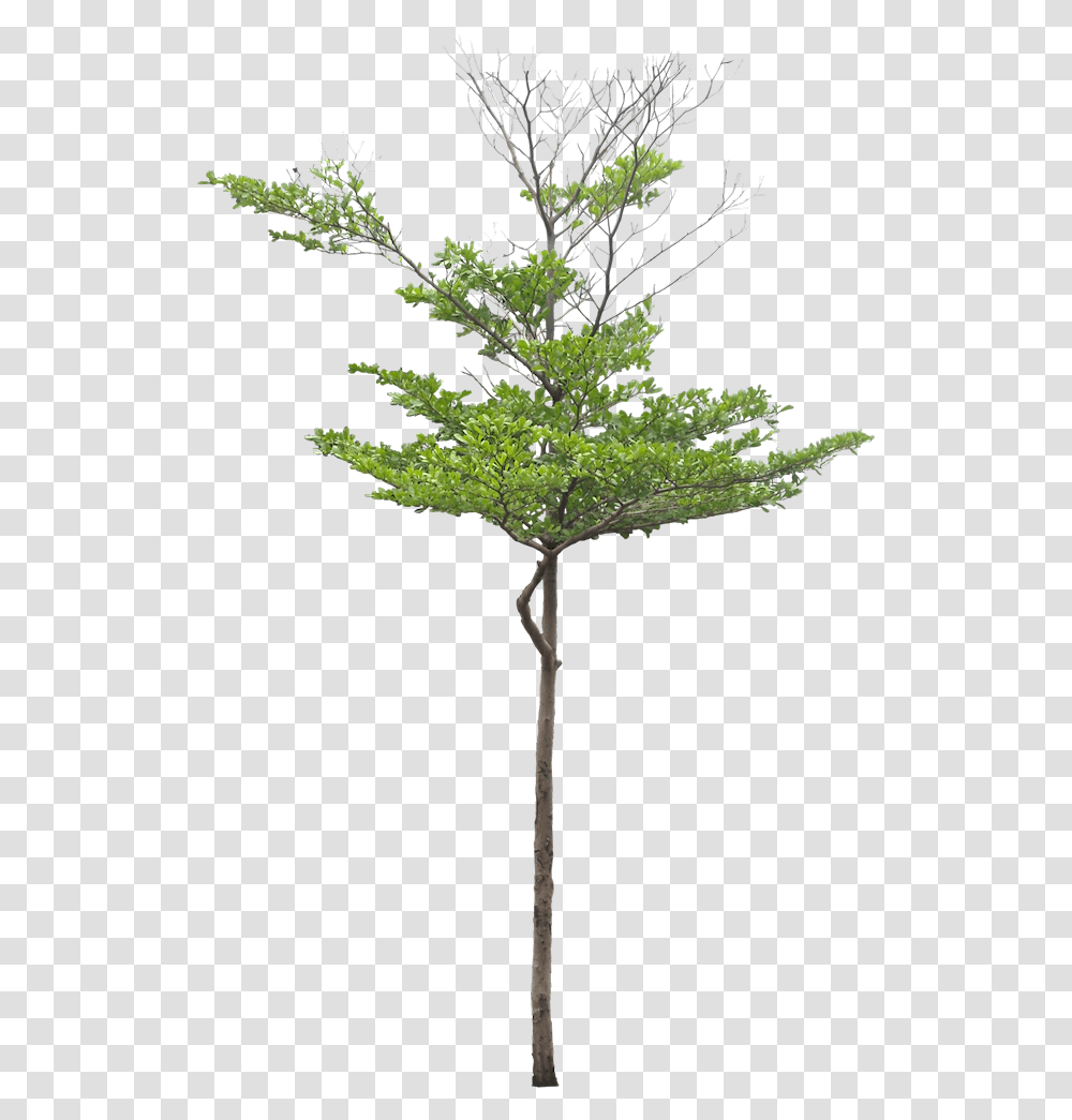 Thumb Image Green Bucida Tree, Plant, Conifer, Leaf, Cross Transparent Png