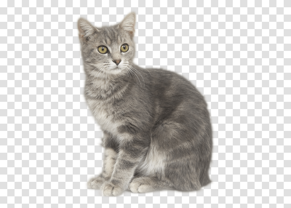 Thumb Image Grey Cat, Pet, Mammal, Animal, Abyssinian Transparent Png