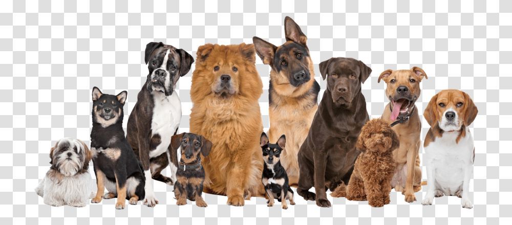 Thumb Image Happy New Year 2020 Images With Dogs, Pet, Canine, Animal, Mammal Transparent Png