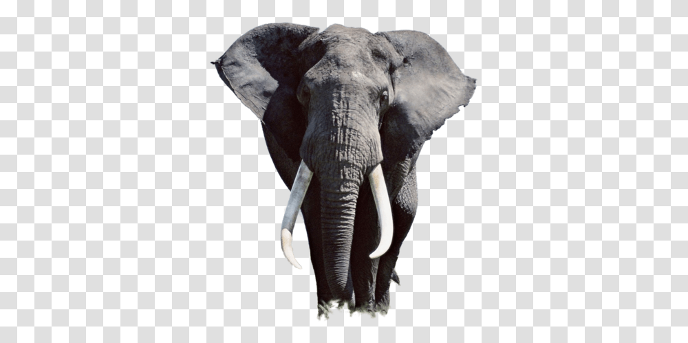 Thumb Image High Resolution Elephant, Wildlife, Mammal, Animal, Beak Transparent Png