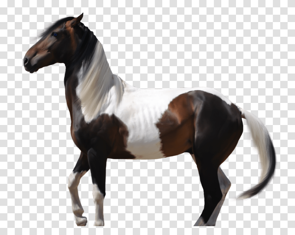 Thumb Image Horse Outline, Mammal, Animal, Stallion, Andalusian Horse Transparent Png