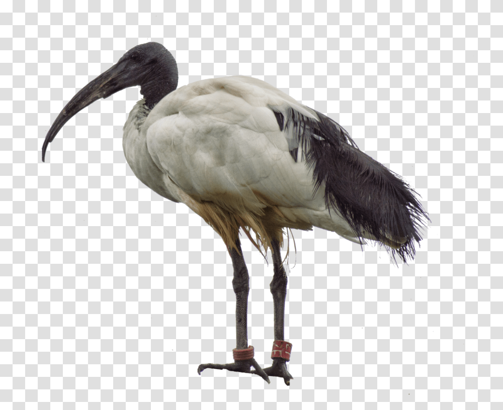 Thumb Image Ibis, Bird, Animal, Crane Bird, Stork Transparent Png
